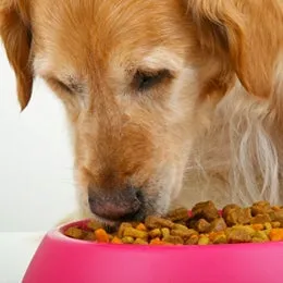 A dog hunched over a food bowl, demonstrating food guarding behavior with a protective stance.