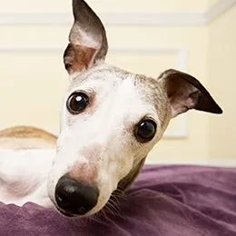 A dog in a playful mounting posture