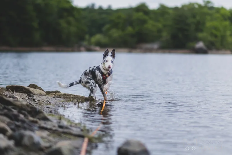 A dog in a river with a long training leash trailing in the water, highlighting potential entanglement risks.