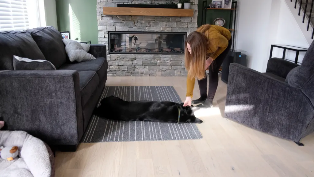 A dog in the completed "play dead" position.