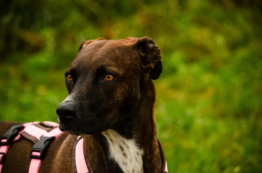 A dog intently sniffing the ground, representing the rich mental stimulation provided during a professional dog walking job.