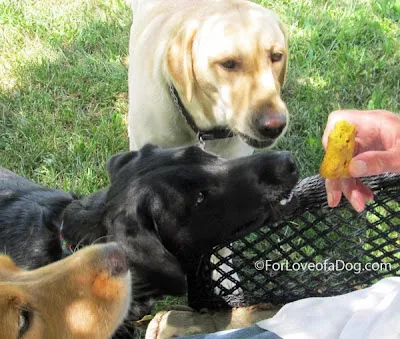 A dog is eating a biscuit from a bag.