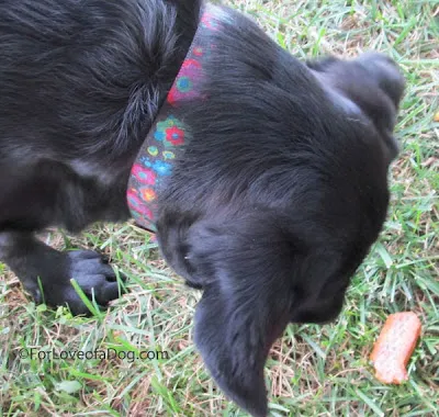 A dog is looking at a bag of treats with a hopeful expression.