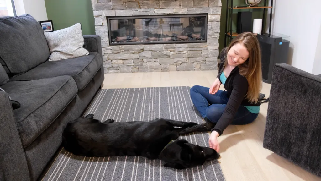 A dog is lying on its side with its head on the floor, having successfully followed the lure into the 'play dead' position.