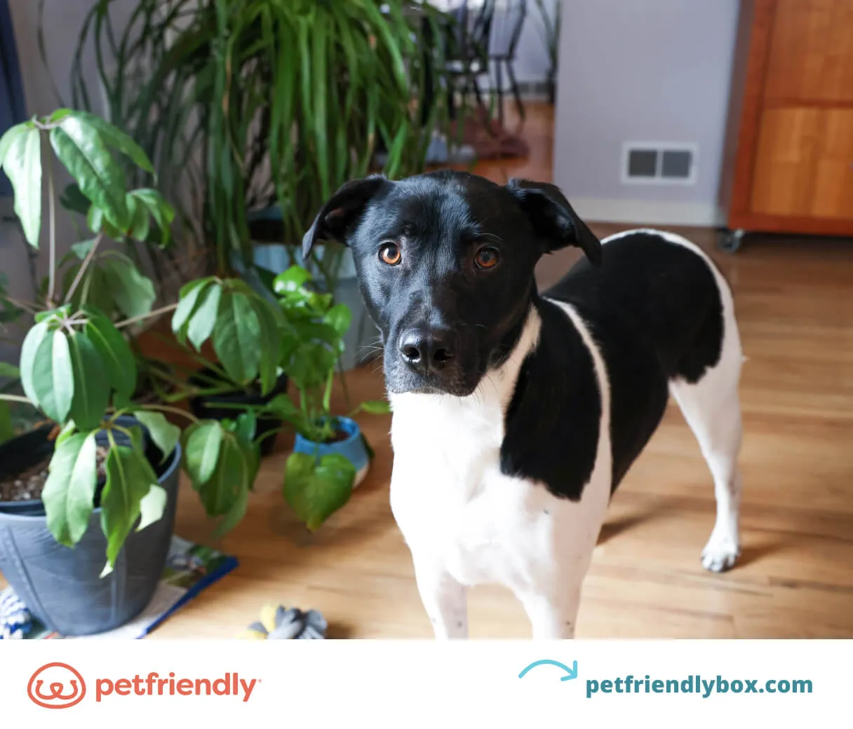 A dog is shown taking a step backward.