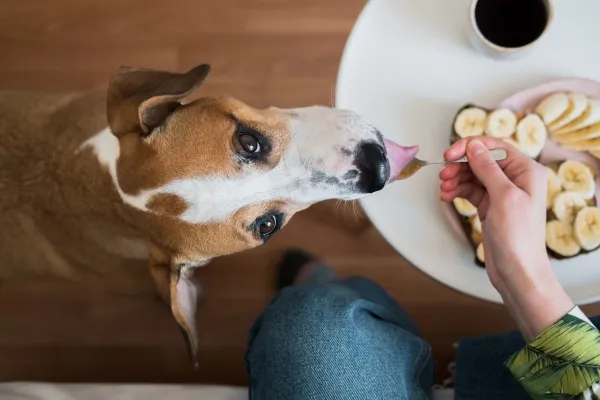A dog joyfully licking a spoon coated with a mixture of peanut butter and banana, illustrating typical treats that require caution for diabetic dogs.