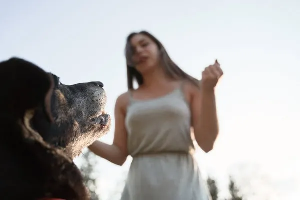 A dog learning a hand signal from its owner's demonstration