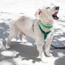 A dog looking attentively at its owner