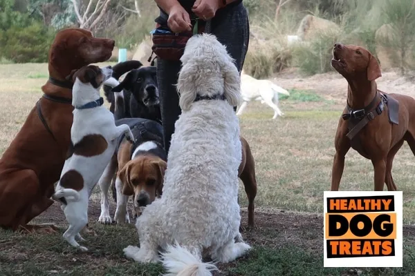 A dog looking curiously at a pile of dog treats