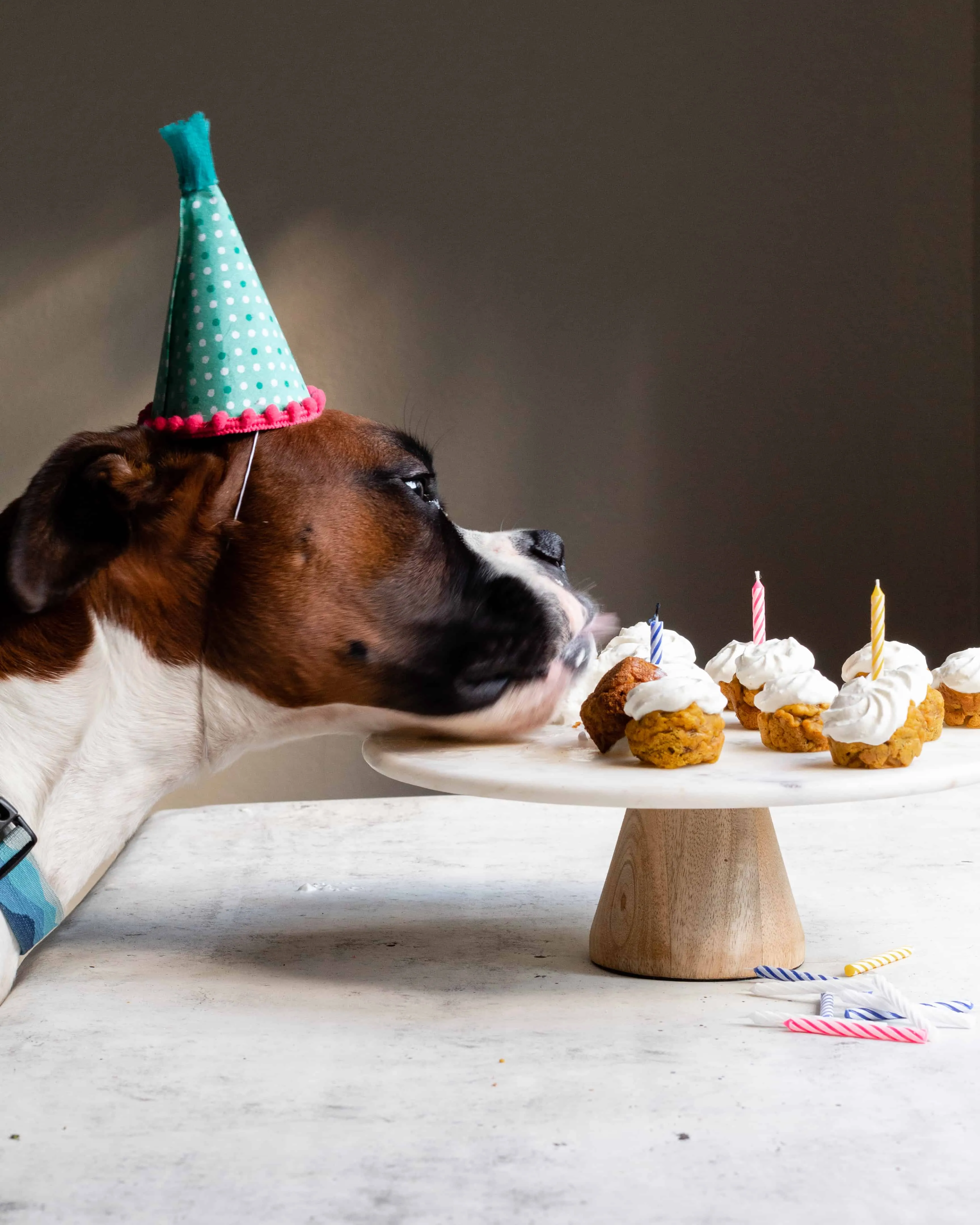 A dog looking eagerly at a frosted dog cupcake