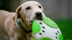 A dog looking relaxed in its home environment