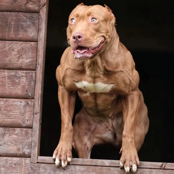 A dog looking well-fed and muscular, attributed to Bully Max dog food.