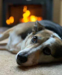 A dog lounging comfortably in front of a warm fireplace, illustrating how environmental factors like dry air can contribute to a dog's dry nose.