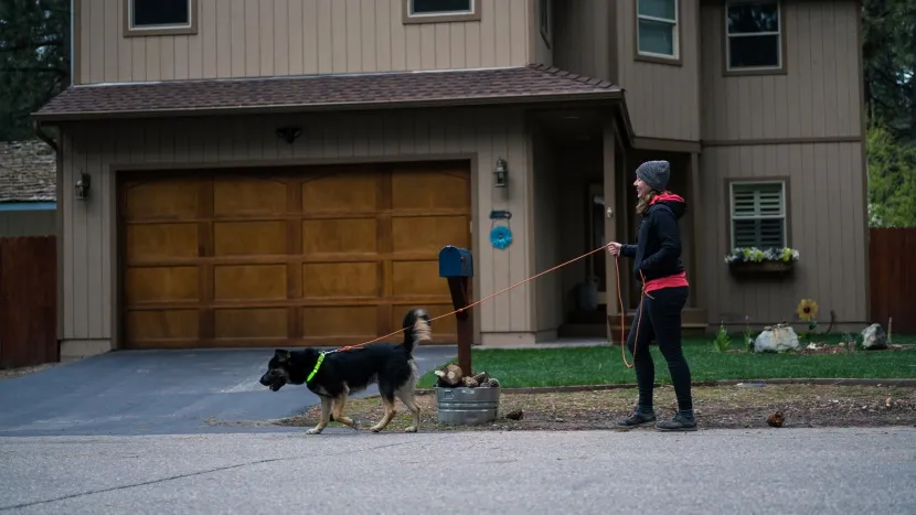A dog named Bear trying on the Illumiseen LED rechargeable collar, showcasing its illuminated features.