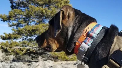 A dog named Cora wearing multiple collars, including a specific collar, while actively searching for upland game.