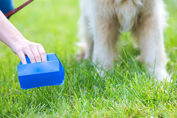 A dog owner diligently cleaning up dog waste with a scoop bag during an outdoor walk, emphasizing responsible pet ownership and proper outdoor hygiene.