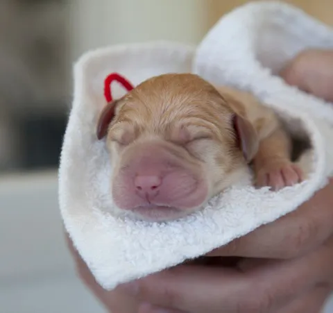 A dog owner interacting with their dog at home
