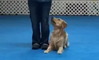 A dog performing a down command guided by a handler's hand lure.