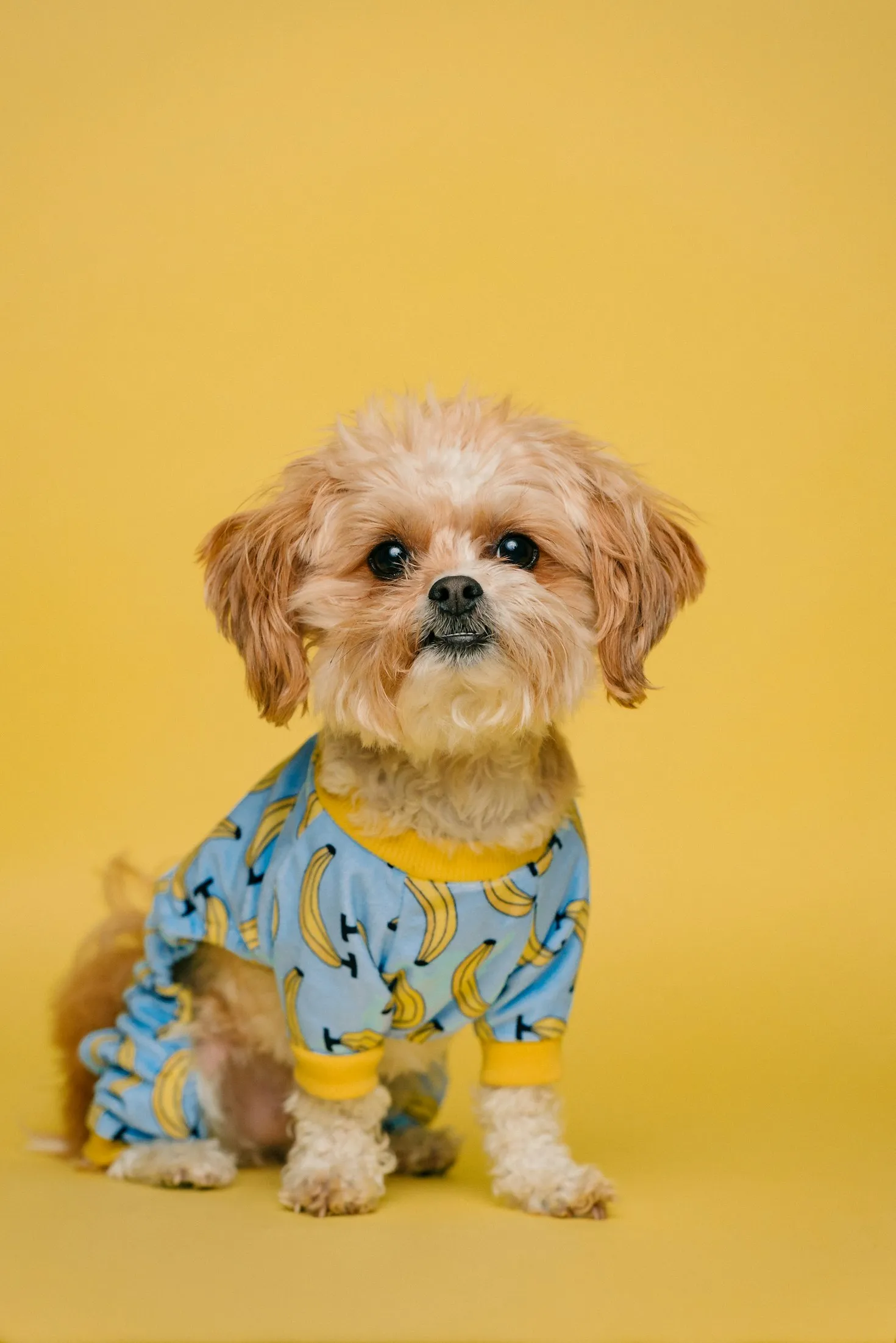 A dog playing happily at a doggy daycare