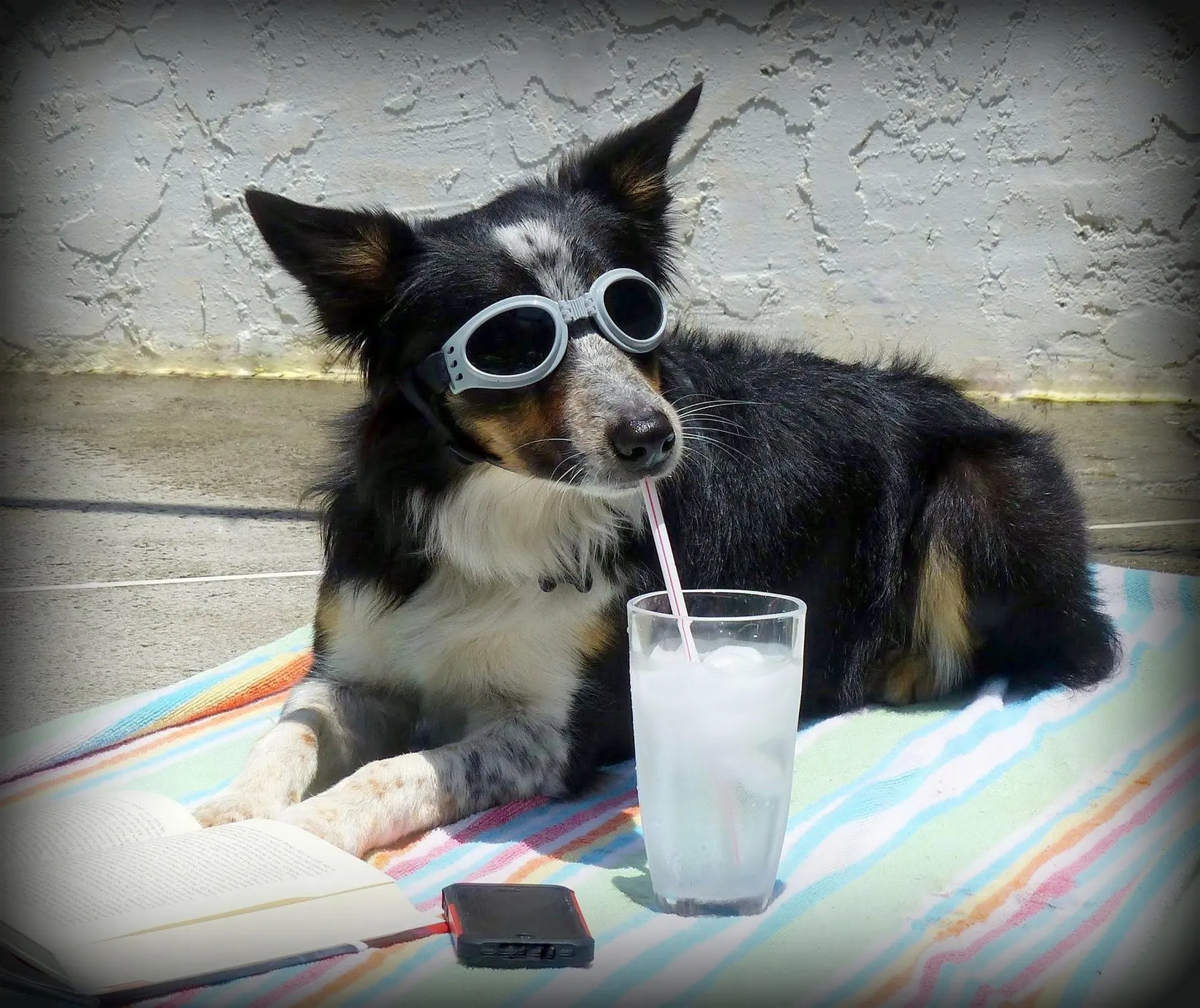 A dog, possibly a Golden Retriever mix, lying on a sun-drenched floor with an open book