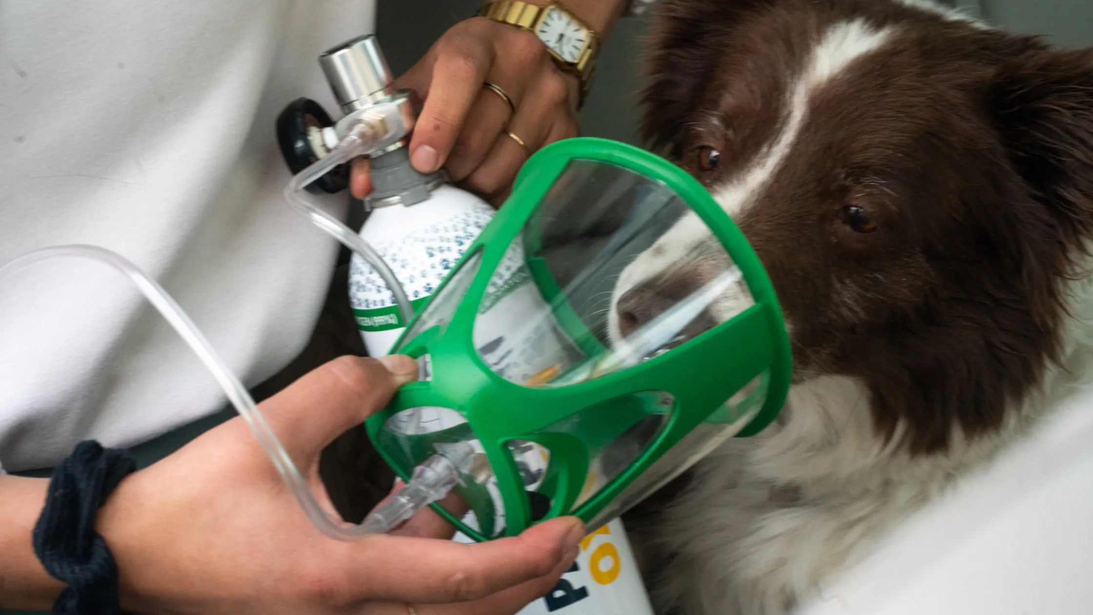 A dog receiving acupuncture treatment from a veterinarian.