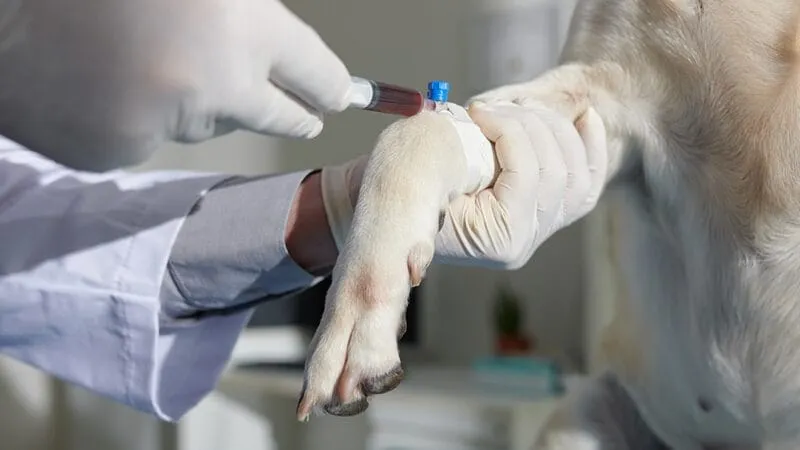 A dog receiving medication for hypothyroidism