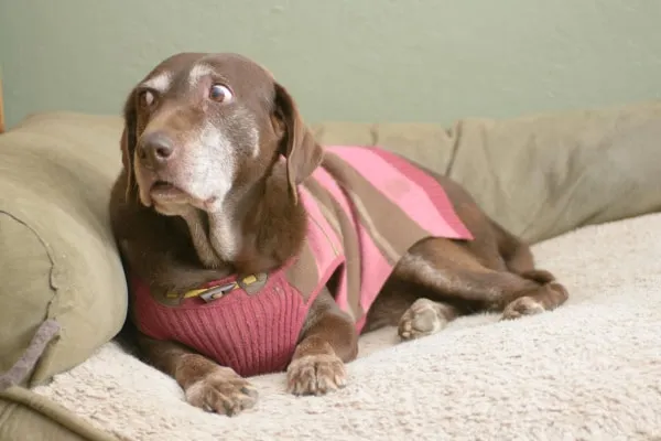 A dog resting comfortably on a dog bed, appearing calm