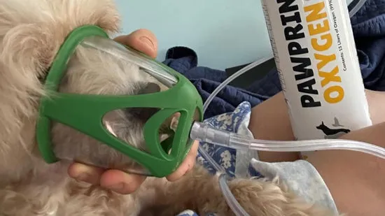 A dog resting comfortably with an oxygen mask.