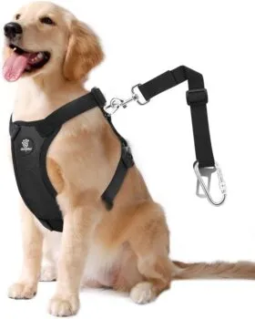 A dog seat belt attached to a harness in a car