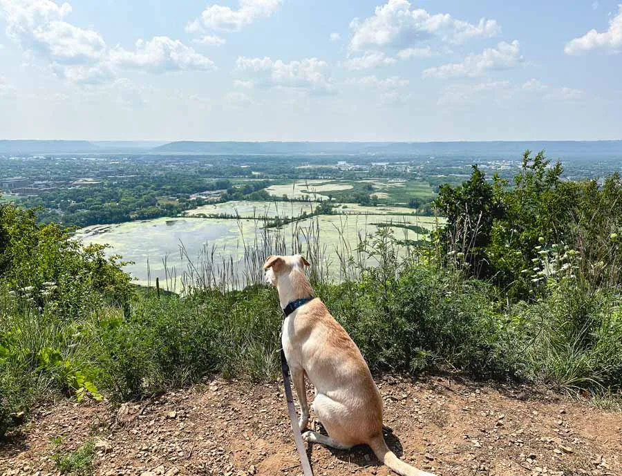 A dog sits on a bluff overlooking a marsh, embodying the spirit of adventure and nature.