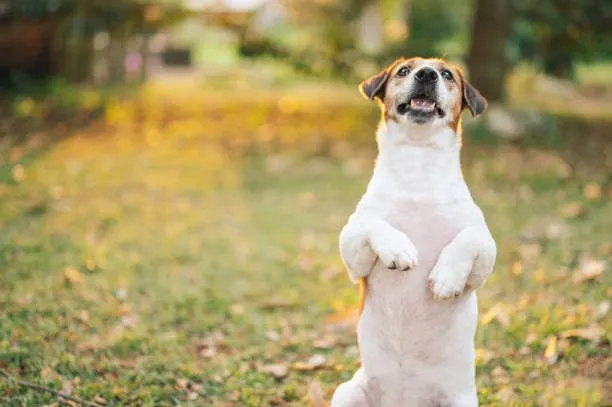 A dog sits up on its hind legs outdoors