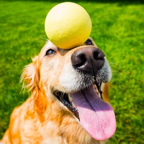 A dog sitting attentively in front of its owner, showcasing focus and eagerness to learn new tricks during a training session.
