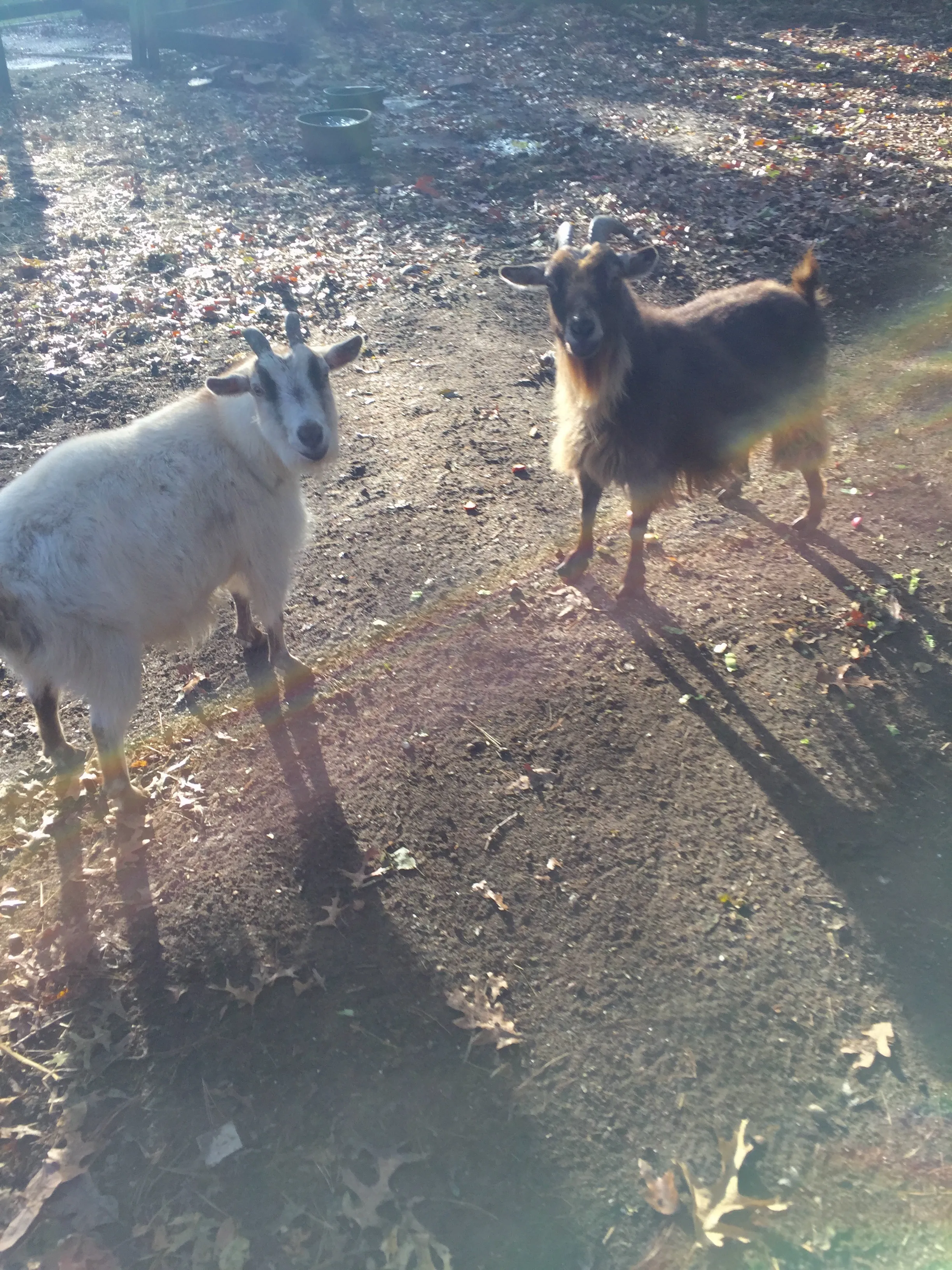 A dog sitting attentively on a leash with a person, showcasing responsible dog walking on Long Island.