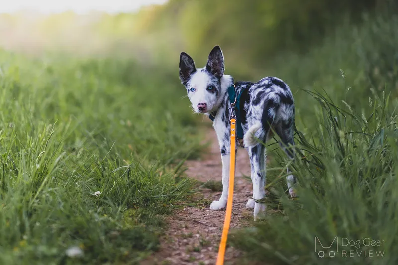 A dog walker managing a long training leash for their dog walking calmly on a path, demonstrating controlled extension.