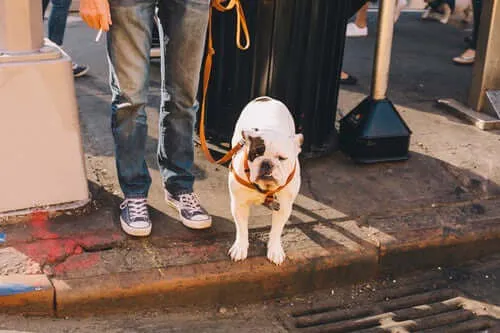 A dog walking closely beside its handler, practicing the "heel" command with an electric training collar.
