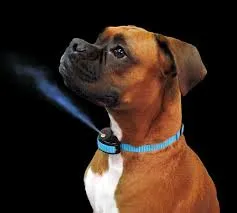 A dog wearing a citronella anti-bark collar