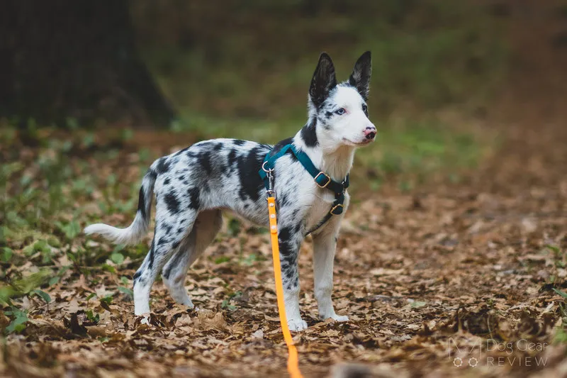 A dog wearing a harness with a long training leash attached, showing how the harness can shift due to leash pressure.