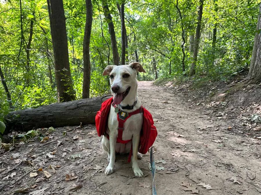 A dog wearing a Ruffwear Palisades Pack on a forest trail.