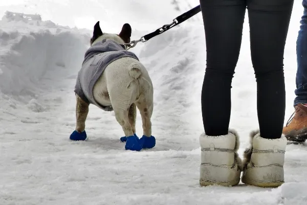 A dog wearing protective winter booties on its paws while walking in the snow, highlighting prevention of paw pad injuries.