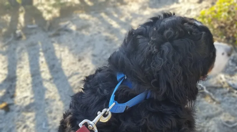 A dog wearing the Blazin Light-Up collar at night, showcasing its bright illumination for enhanced safety.
