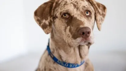 A dog wearing the Wolfgang Heavy Duty Martingale collar, demonstrating its martingale design which helps control pulling.