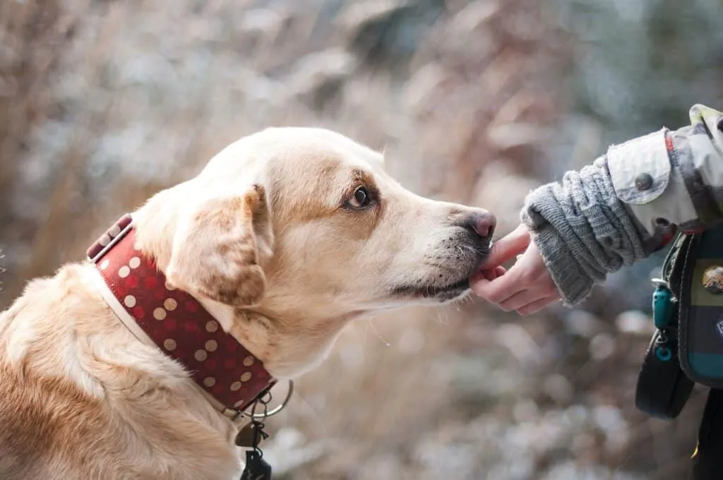 A dog with a healthy-looking coat enjoying a treat