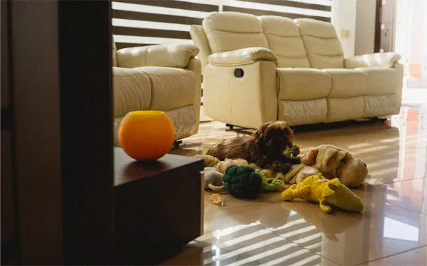 A dog with a variety of toys.