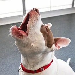 A dog with its head tilted back, howling, communicating through a distinct vocalization.
