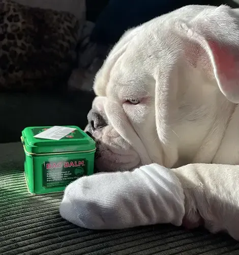 A dog's paw being treated with Bag Balm, showing a moisturizing effect