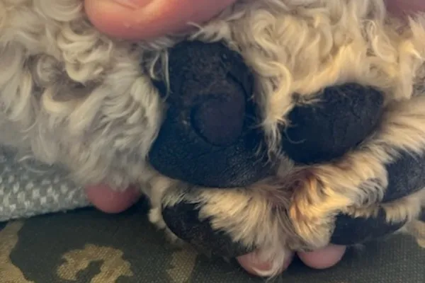 A dog's paw pad showing a healed area where a flap injury was previously located, emphasizing the need for proper treatment.