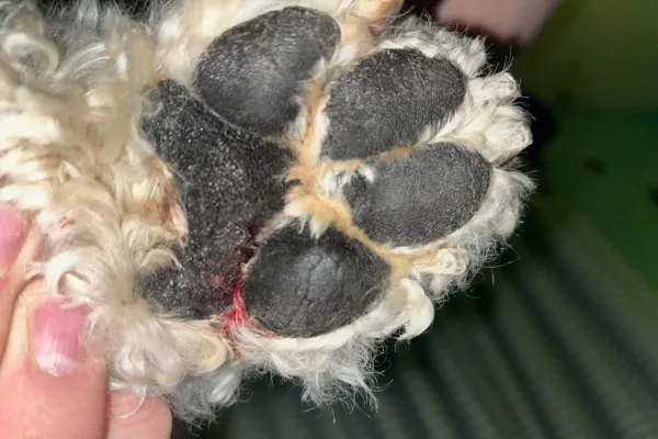 A dog's paw pad with a visible injury and minor bleeding, illustrating the initial signs that prompt dog paw pad injury treatment.