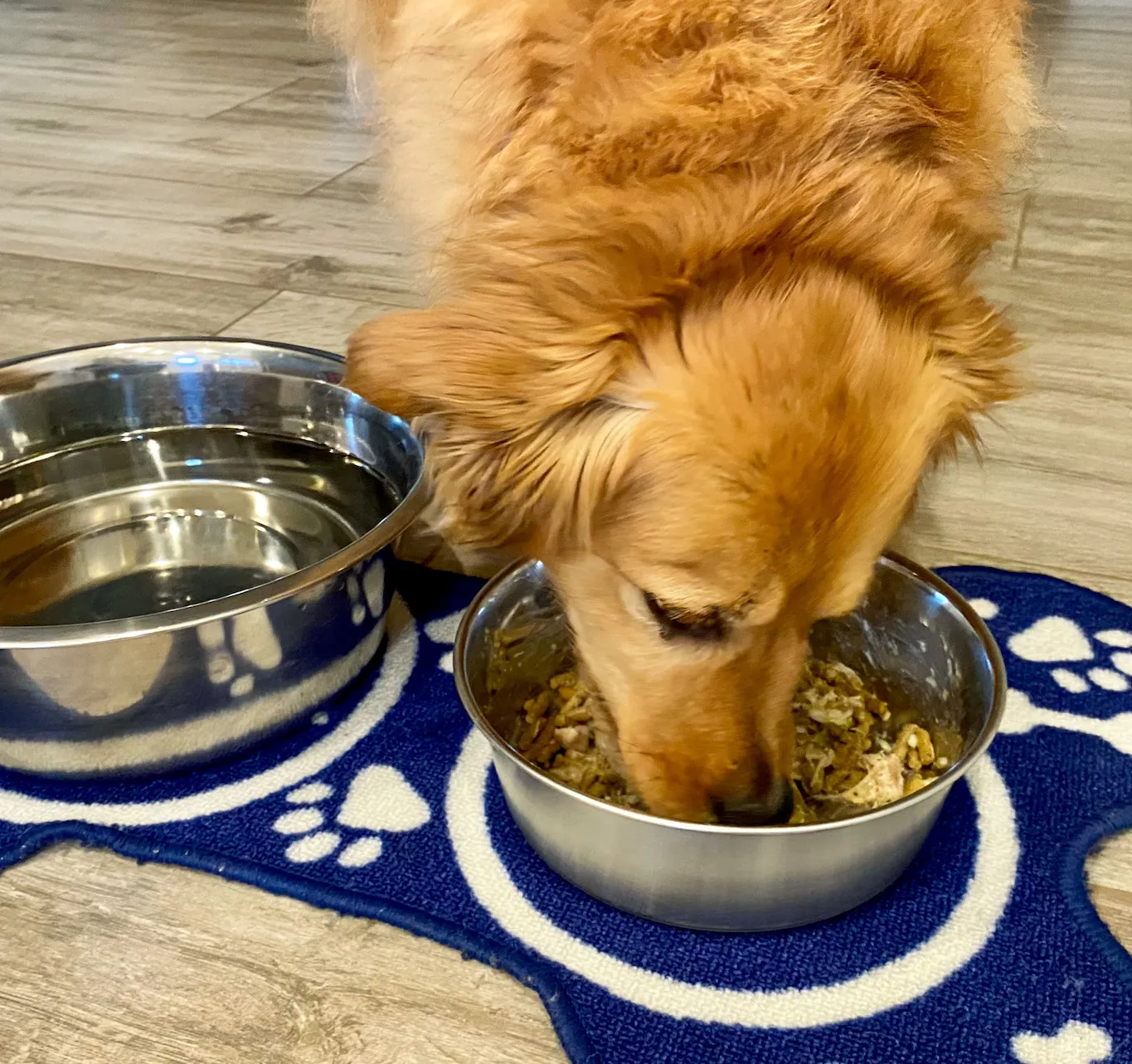 A dog's paw playfully resting on a bowl of its delicious homemade Instant Pot chicken and rice meal
