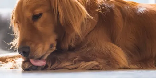 A dog's paws being wiped on a mat