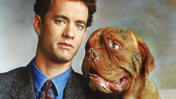 A Dogue de Bordeaux, the real dog Beasley who played Hooch, sits attentively beside Tom Hanks in a scene from the dog movie "Turner & Hooch."
